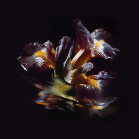 Raein - Forme Sommerse LP ***PRE ORDER***